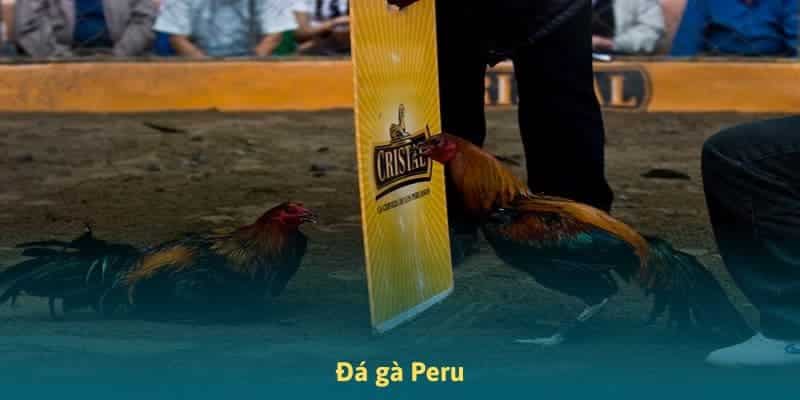 đá gà peru cực căng tại đá gà thomo