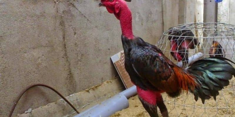 Đá gà Thomo bật mí đặc điểm nổi bật gà chọi Bình Định