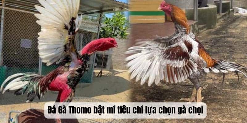 Đá gà Thomo bật mí tiêu chí lựa chọn gà chọi