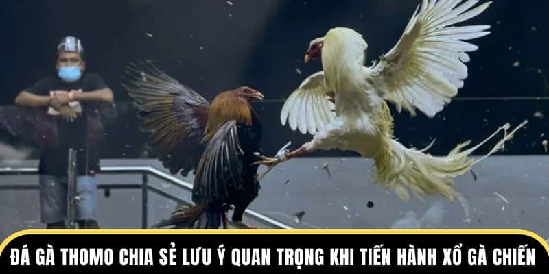 Đá gà Thomo chia sẻ lưu ý quan trọng khi tiến hành xổ gà chọi chiến