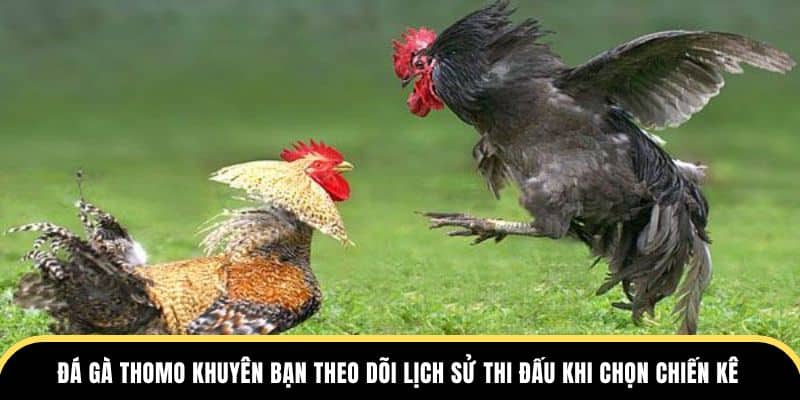 Đá Gà Thomo khuyên bạn theo dõi lịch sử thi đấu khi chọn chiến kê