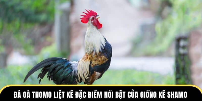 Đá Gà Thomo liệt kê đặc điểm nổi bật của giống kê Shamo