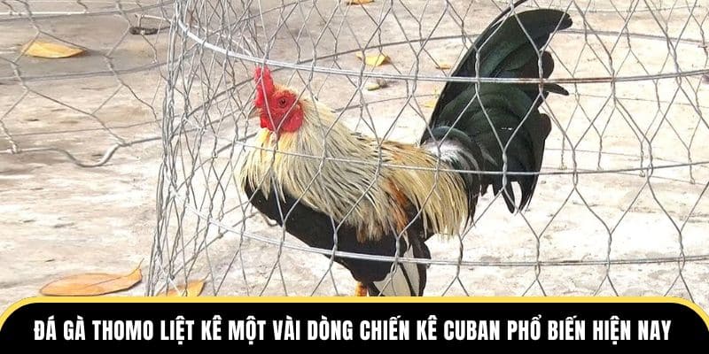 Đá Gà Thomo liệt kê một vài dòng chiến kê Cuban phổ biến hiện nay