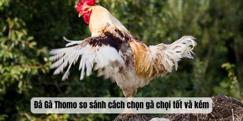 Đá Gà Thomo so sánh cách chọn gà chọi tốt và kém