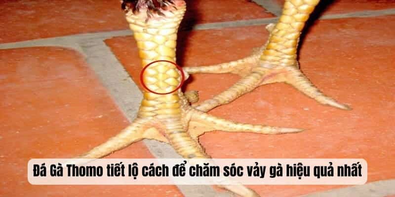 Đá Gà Thomo tiết lộ cách để chăm sóc vảy gà hiệu quả nhất