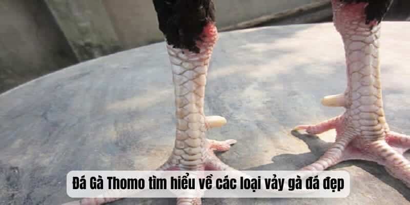 Đá Gà Thomo tìm hiểu về các loại vảy gà đá đẹp