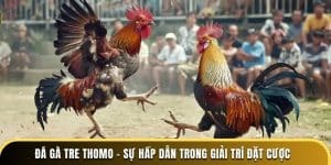 đá gà tre thomo sự hấp dẫn trong giải trí đặt cược