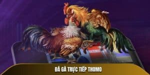 đá gà trực tiếp thomo