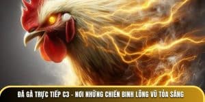 đá gà trực tiếp c3 nơi những chiến binh lông vũ tỏa sáng