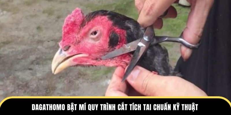 Dagathomo bật mí quy trình cắt tích tai chuẩn kỹ thuật