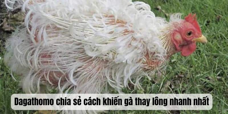 Dagathomo chia sẻ cách khiến gà thay lông nhanh nhất