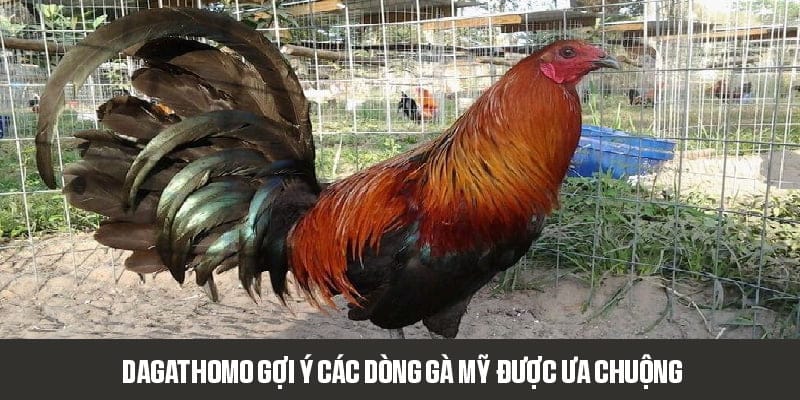Dagathomo gợi ý các dòng gà Mỹ được ưa chuộng