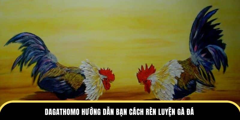 Dagathomo hướng dẫn bạn cách rèn luyện gà đá
