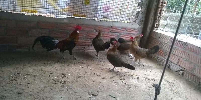 Dagathomo mách bạn cách vệ sinh địa điểm sinh sống của các chiến kê rừng