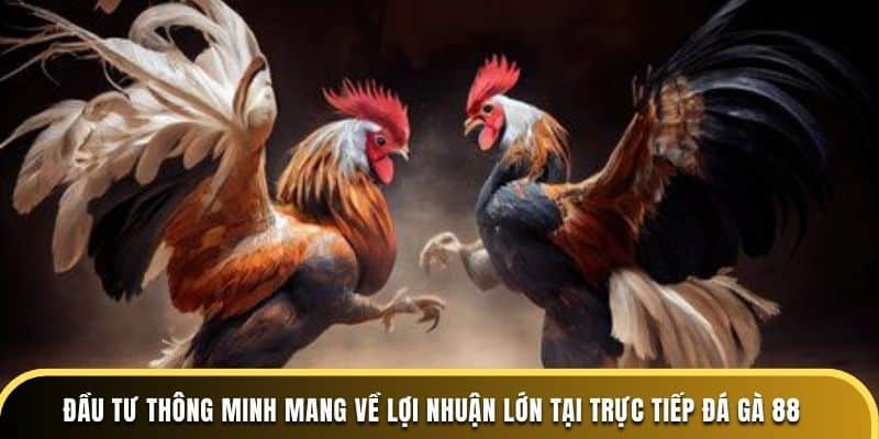 Dagathomo đầu tư thông minh mang về lợi nhuận lớn tại trực tiếp đá gà 88