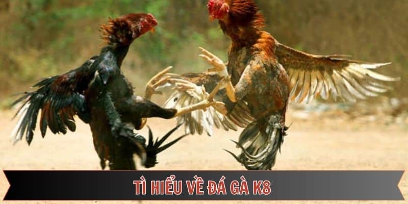 Điểm qua các thông tin về chọi kê K8 trên đá gà Thomo