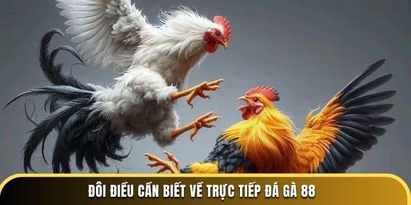 Đôi điều cần biết về trực tiếp đá gà 88 tại dagathomo