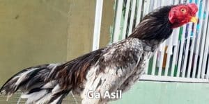 gà asil học đặc điểm cơ bản để nhận biết cùng dagathomo
