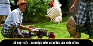 Gà chạy kiệu tại đá gà Thomo