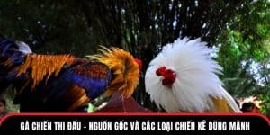 gà chiến thi đấu giống gà dũng mãnh tại đá gà thono