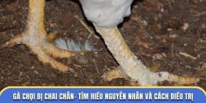 gà chọi bị chai chân dagathomo
