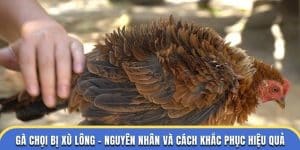 Gà chọi bị xù lông - Đá Gà Thomo