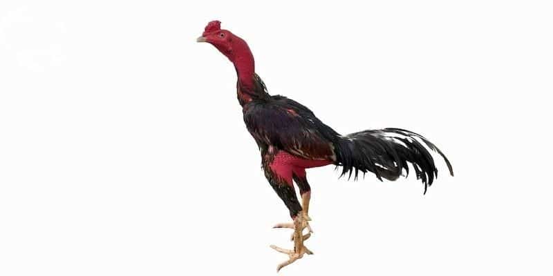 gà chọi bình định khám phá chiến kê cùng đá gà thomo