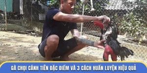 gà chọi cánh tiên đá gà thomo