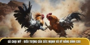 gà chọi mỹ biểu tượng của sức mạnh và kỹ năng đỉnh cao