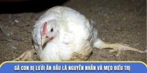 Gà con bị lười ăn - Đá Gà Thomo
