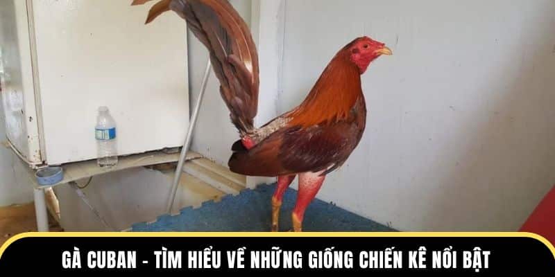 gà cuban tìm hiểu về những giống chiến kê nổi bật