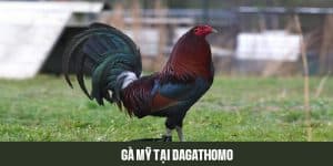 gà mỹ tại dagathomo đẳng cấp