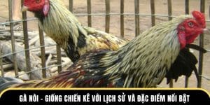 gà nòi giống kê nổi bật tại đá gà thomo
