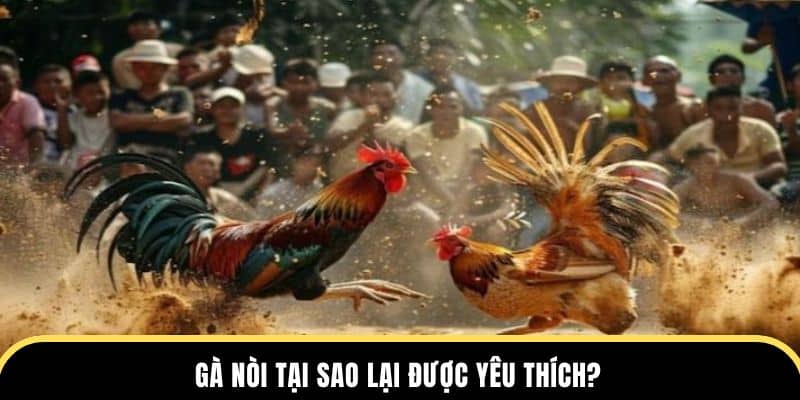 Gà Nòi tại sao lại được thành viên của đá gà thomo yêu thích?
