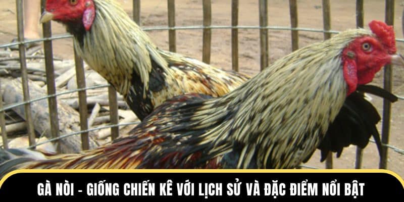 gà nòi giống kê nổi bật tại đá gà thomo