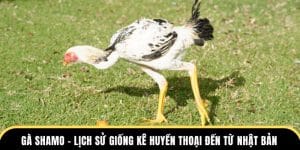 gà shamo lịch sử giống kê huyền thoại đến từ nhật bản