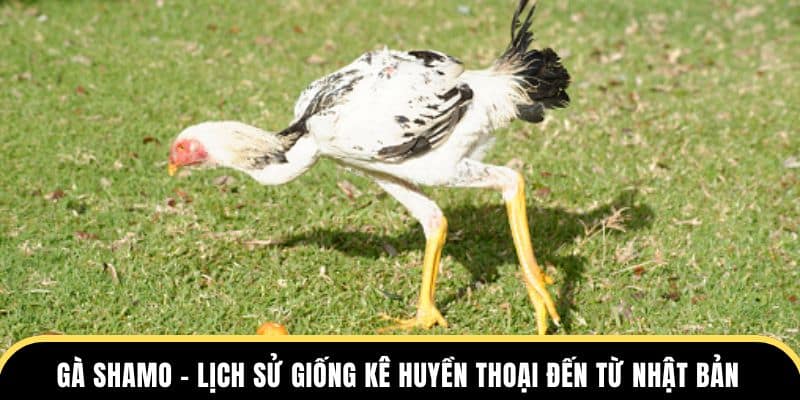 gà shamo lịch sử giống kê huyền thoại đến từ nhật bản