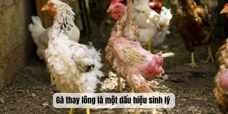 Gà thay lông là một dấu hiệu sinh lý