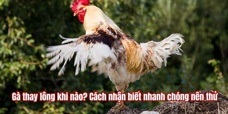 gà thay lông và dấu diệu nhận biết từ trang dagathomo