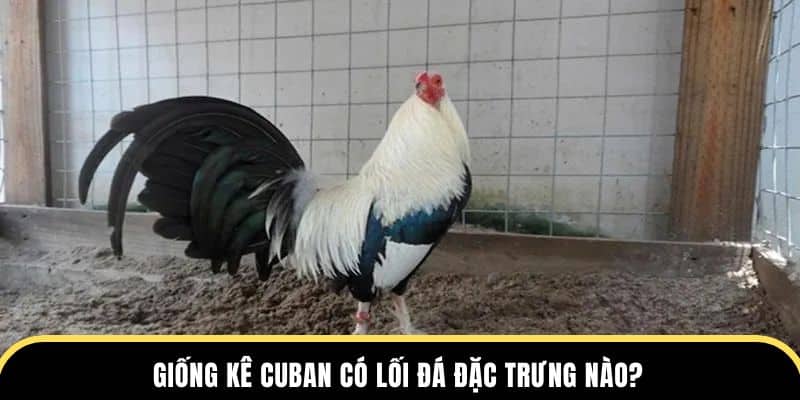 Giống kê Cuban có lối đá đặc trưng nào?