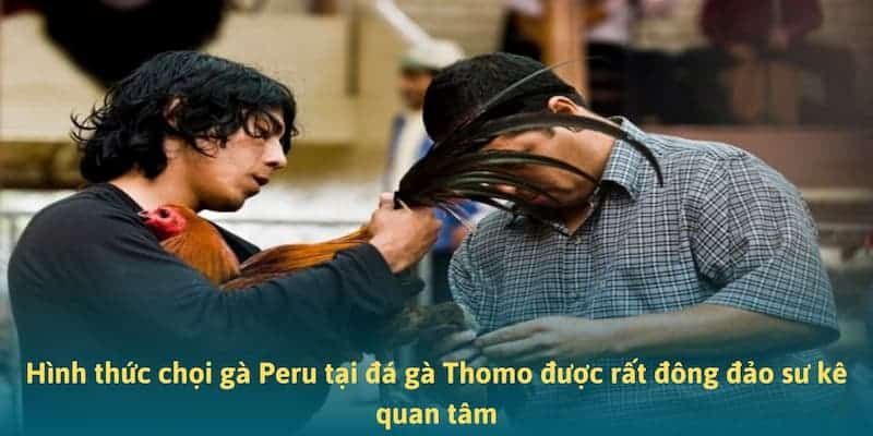 Hình thức chọi gà Peru tại đá gà Thomo được rất đông đảo sư kê quan tâm