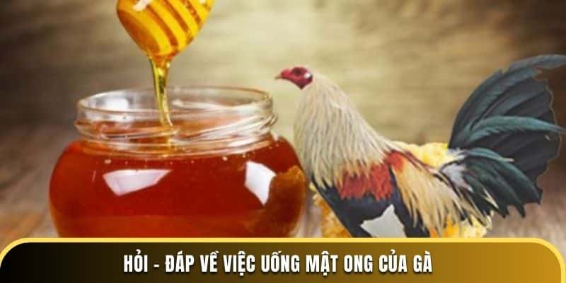 Hỏi - Đáp về việc uống mật ong của gà ở trường đá gà thomo