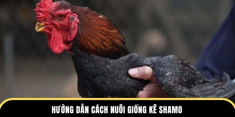 Đá gà thomo hướng dẫn cách nuôi giống kê Shamo