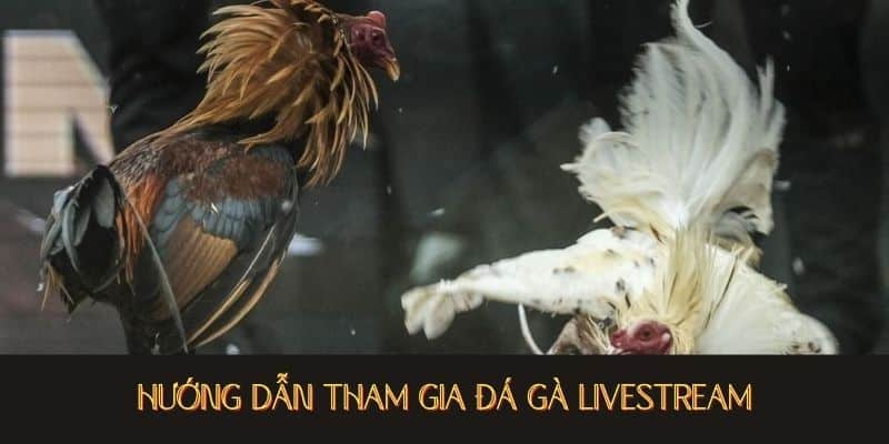 Đá gà thomo hướng dẫn tham gia đá gà livestream