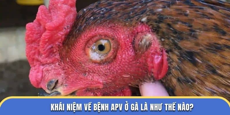 Khái niệm về bệnh apv ở gà là như thế nào tại đá gà thomo?
