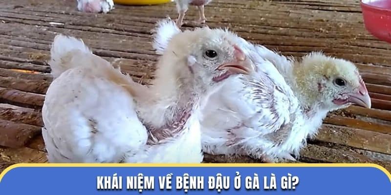 Khái niệm về bệnh đậu ở gà là gì tại đá gà thomo?