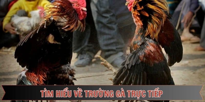 Khái quát về đá gà Thomo trực tuyến