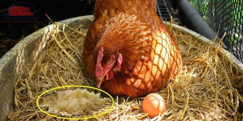 Khi chú gà bị đau ốm, sư kê nên áp dụng củ tỏi vào thuốc của chúng được tiết lộ từ đá gà Thomo