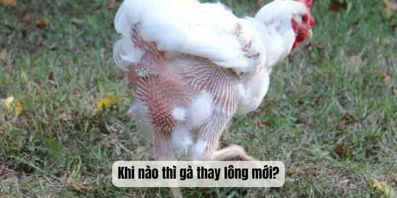 Khi nào thì gà thay lông mới?