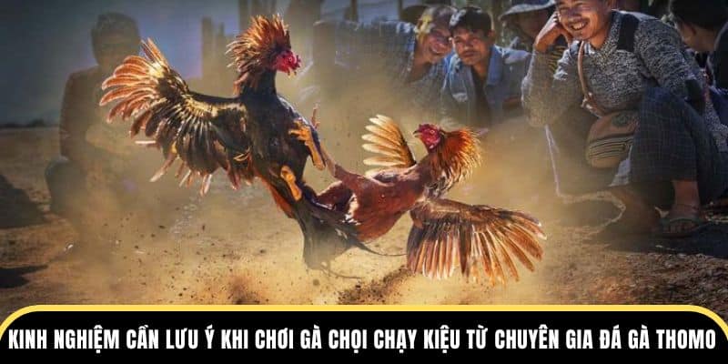 Kinh nghiệm cần lưu ý khi chơi gà chạy kiệu từ chuyên gia đá gà Thomo